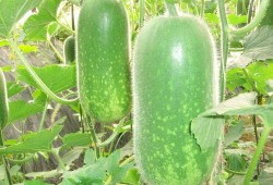 网红大瓜下载 52爆料吃瓜网,52爆料吃瓜网独家爆料，带你领略娱乐圈风云变幻